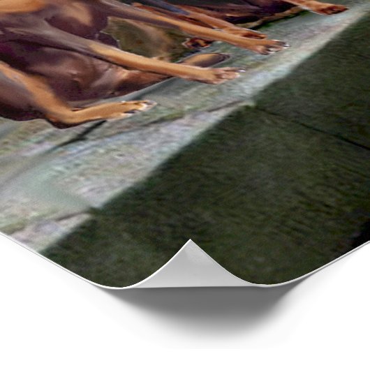 Doberman Pair - De colade Poster (Hoek)