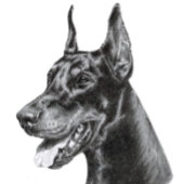 Doberman Pencil Drawing Briefkaart