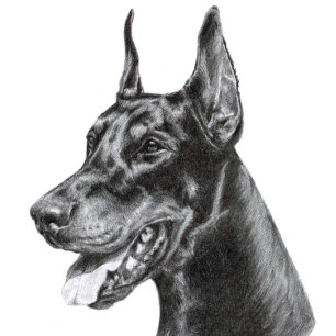 Doberman Pencil Drawing Briefkaart