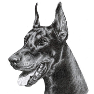 Doberman Pencil Drawing Briefkaart