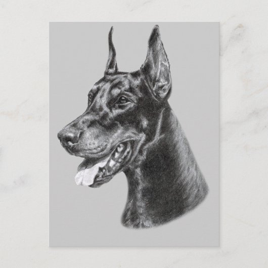 Doberman Pencil Drawing Briefkaart (Voorkant)