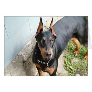 Doberman Pincher