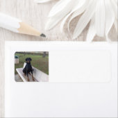 doberman pincher zittend etiket (Insitu)