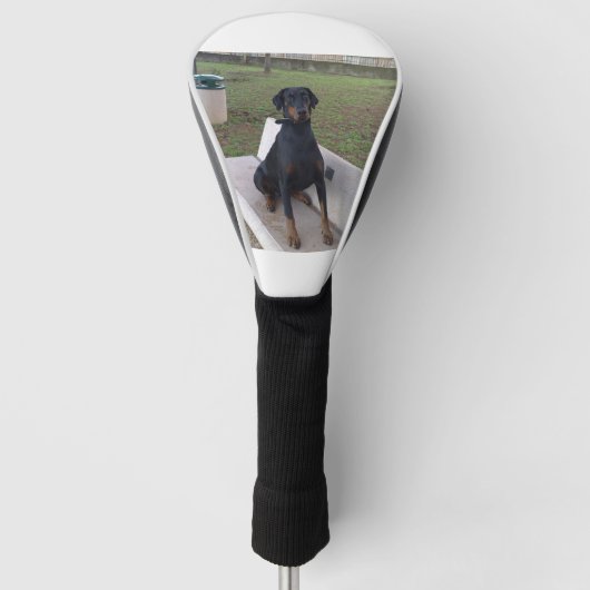 doberman pincher zittend golfheadcover (Voorkant)
