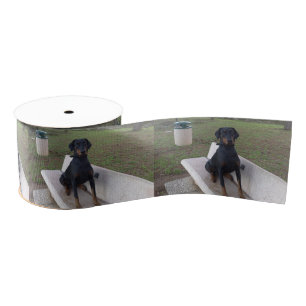 doberman pincher zittend grosgrain lint