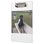 doberman pincher zittend klembord (Links)