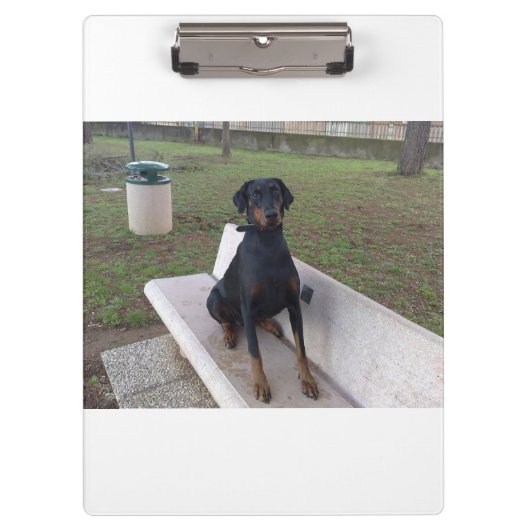 doberman pincher zittend klembord (Voorkant)