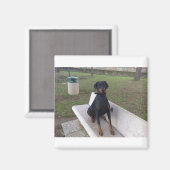 doberman pincher zittend magneet (Voorkant / Achterkant)
