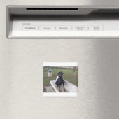 doberman pincher zittend magneet (Insitu (Vaatwasser))