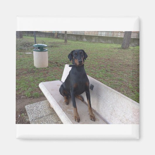 doberman pincher zittend magneet (Voorkant)