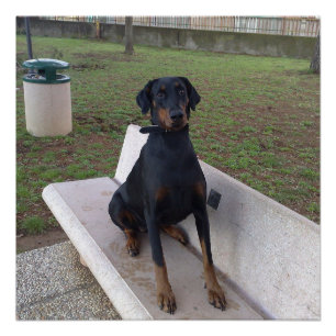 doberman pincher zittend perfect poster