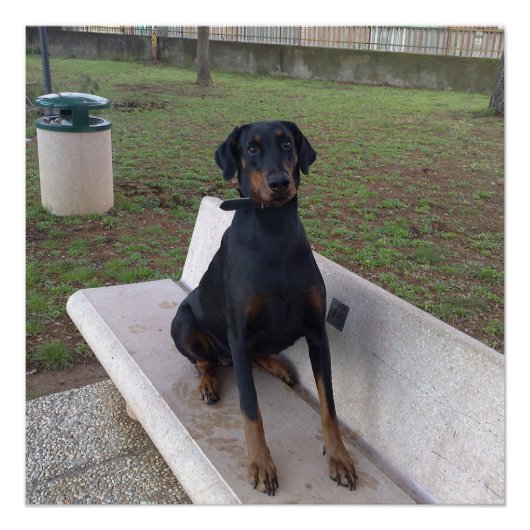 doberman pincher zittend perfect poster (Voorkant)