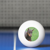 Doberman Pingpongbal (Net)