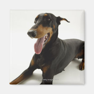 Doberman Pinscher 2 Magneet