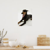 Doberman Pinscher 2 Poster (Keuken)