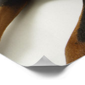 Doberman Pinscher 2 Poster (Hoek)