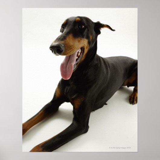 Doberman Pinscher 2 Poster (Voorkant)