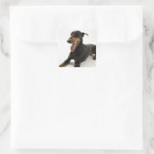 Doberman Pinscher 2 Vierkante Sticker (Tas)