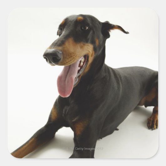 Doberman Pinscher 2 Vierkante Sticker (Voorkant)