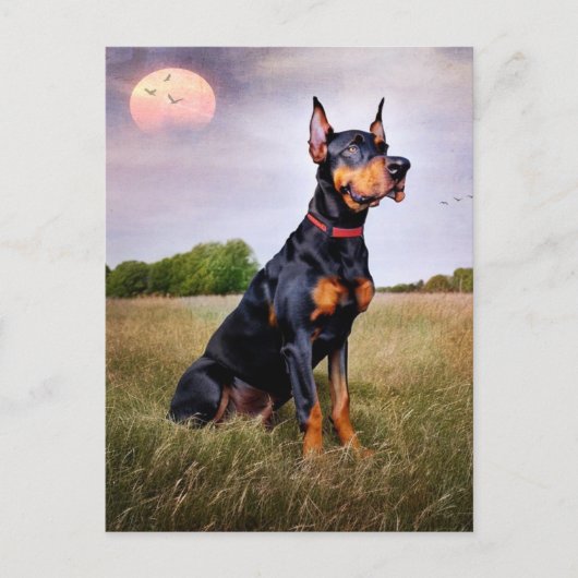 Doberman Pinscher Briefkaart (Voorkant)