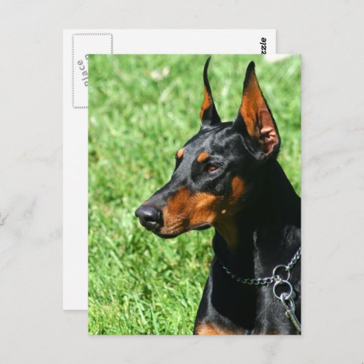 Doberman Pinscher briefkaart (Voorkant / Achterkant)