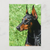 Doberman Pinscher briefkaart (Voorkant)