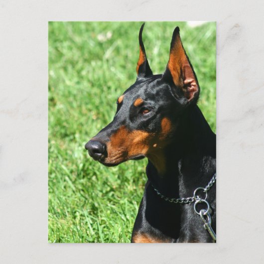 Doberman Pinscher briefkaart (Voorkant)