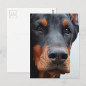 Doberman Pinscher Briefkaart (Voorkant / Achterkant)