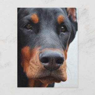 Doberman Pinscher Briefkaart