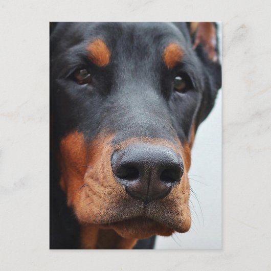 Doberman Pinscher Briefkaart (Voorkant)