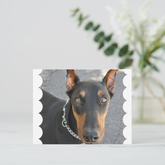 Doberman Pinscher Briefkaart (Staand voorkant)