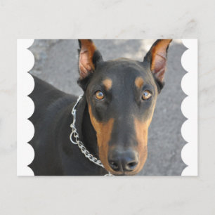 Doberman Pinscher Briefkaart