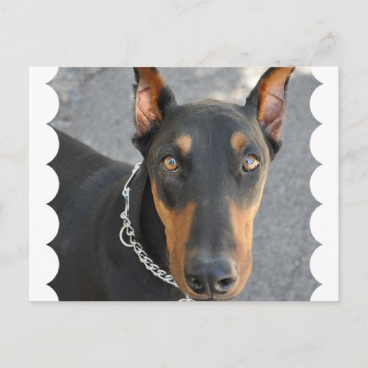 Doberman Pinscher Briefkaart (Voorkant)