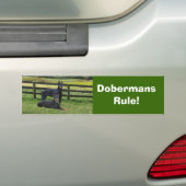 Doberman Pinscher Buddies Bumpersticker (Op auto)