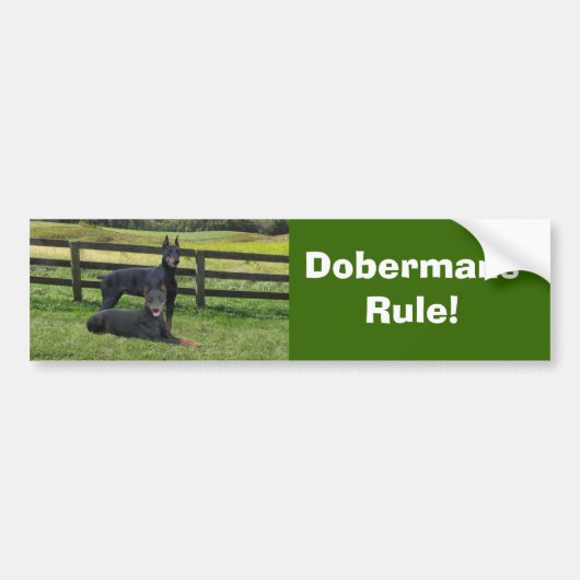 Doberman Pinscher Buddies Bumpersticker (Voorkant)