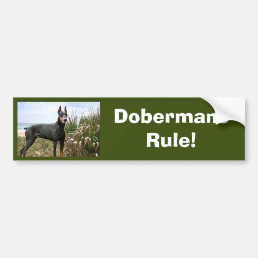 Doberman Pinscher Bumpersticker (Voorkant)