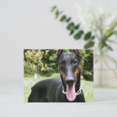 Doberman Pinscher Dog Briefkaart (Staand voorkant)
