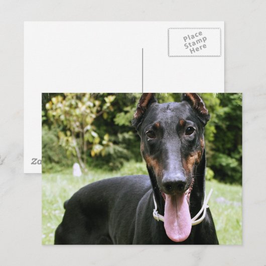 Doberman Pinscher Dog Briefkaart (Voorkant / Achterkant)