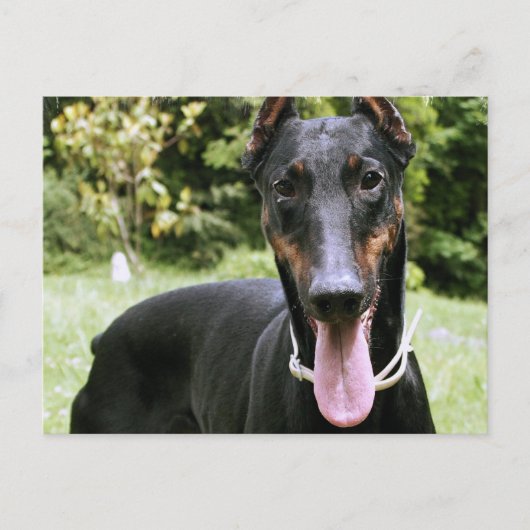 Doberman Pinscher Dog Briefkaart (Voorkant)