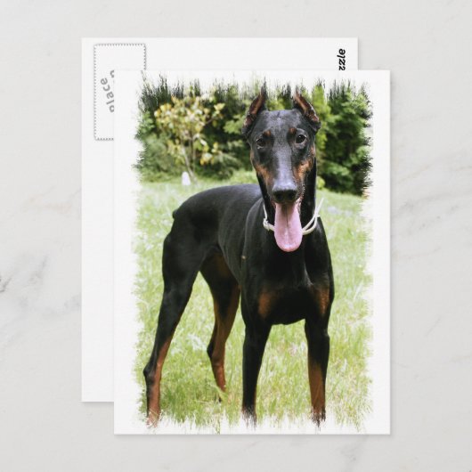 Doberman Pinscher Dog Briefkaart (Voorkant / Achterkant)
