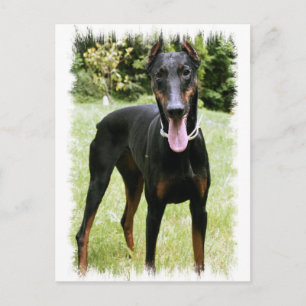 Doberman Pinscher Dog Briefkaart