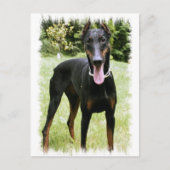 Doberman Pinscher Dog Briefkaart (Voorkant)