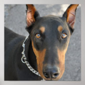Doberman Pinscher Dog Print (Voorkant)