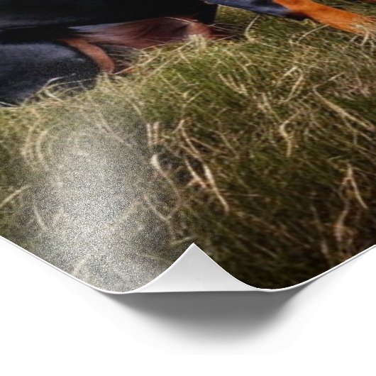 Doberman Pinscher Foto Afdruk (Hoek)