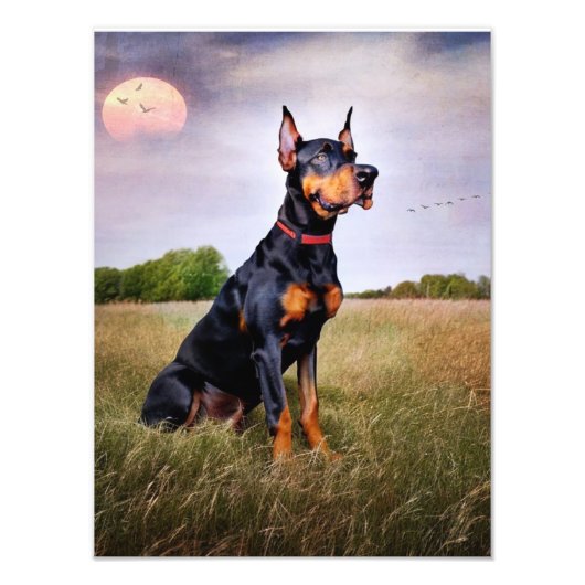 Doberman Pinscher Foto Afdruk (Voorkant)
