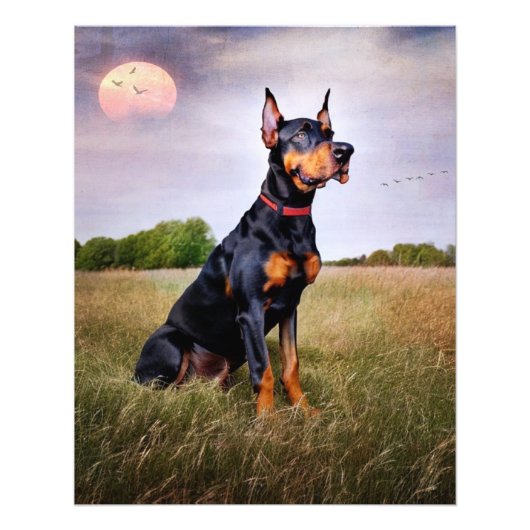 Doberman Pinscher Foto Afdruk (Voorkant)
