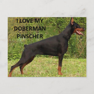 Doberman Pinscher houdt van een foto Briefkaart