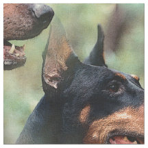Doberman Pinscher in de Bossen