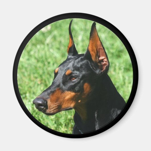 doberman pinscher magneet (Voorkant)