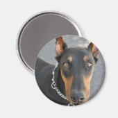 Doberman Pinscher Magnet (Voorkant / Achterkant)